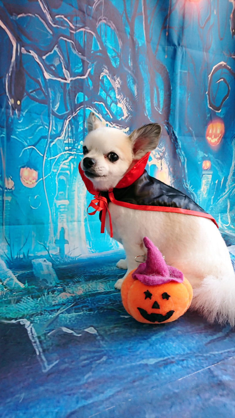 チワワのラブちゃん トリミングコース