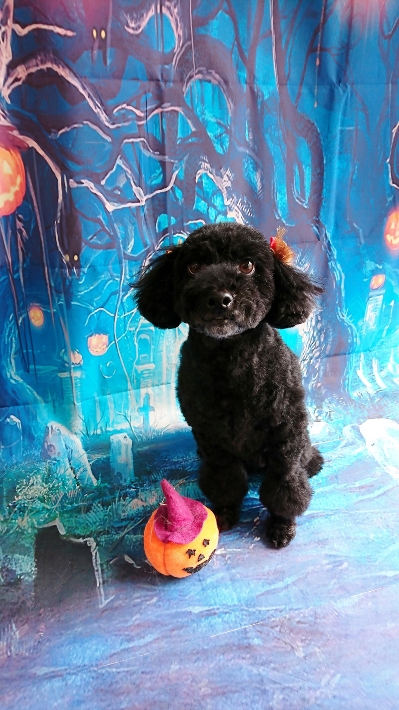 プードルのクールちゃん シャンプーコース