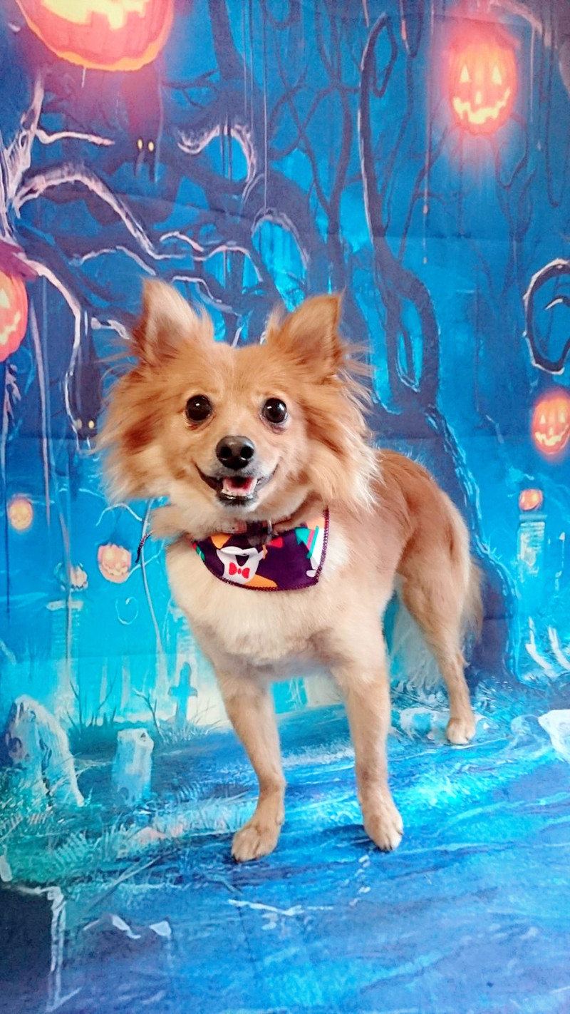 ポメラニアン×プードルのハッピーちゃん グルーミングコース 部分カット