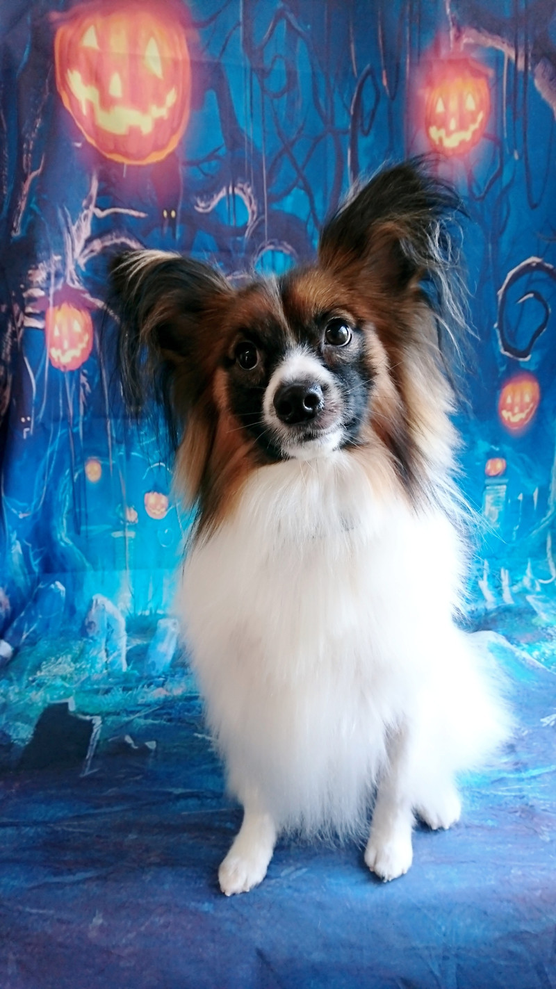 パピヨンのキラちゃん グルーミングコース