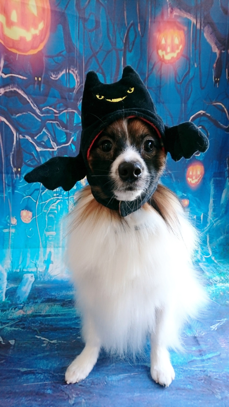 パピヨンのキラちゃん グルーミングコース