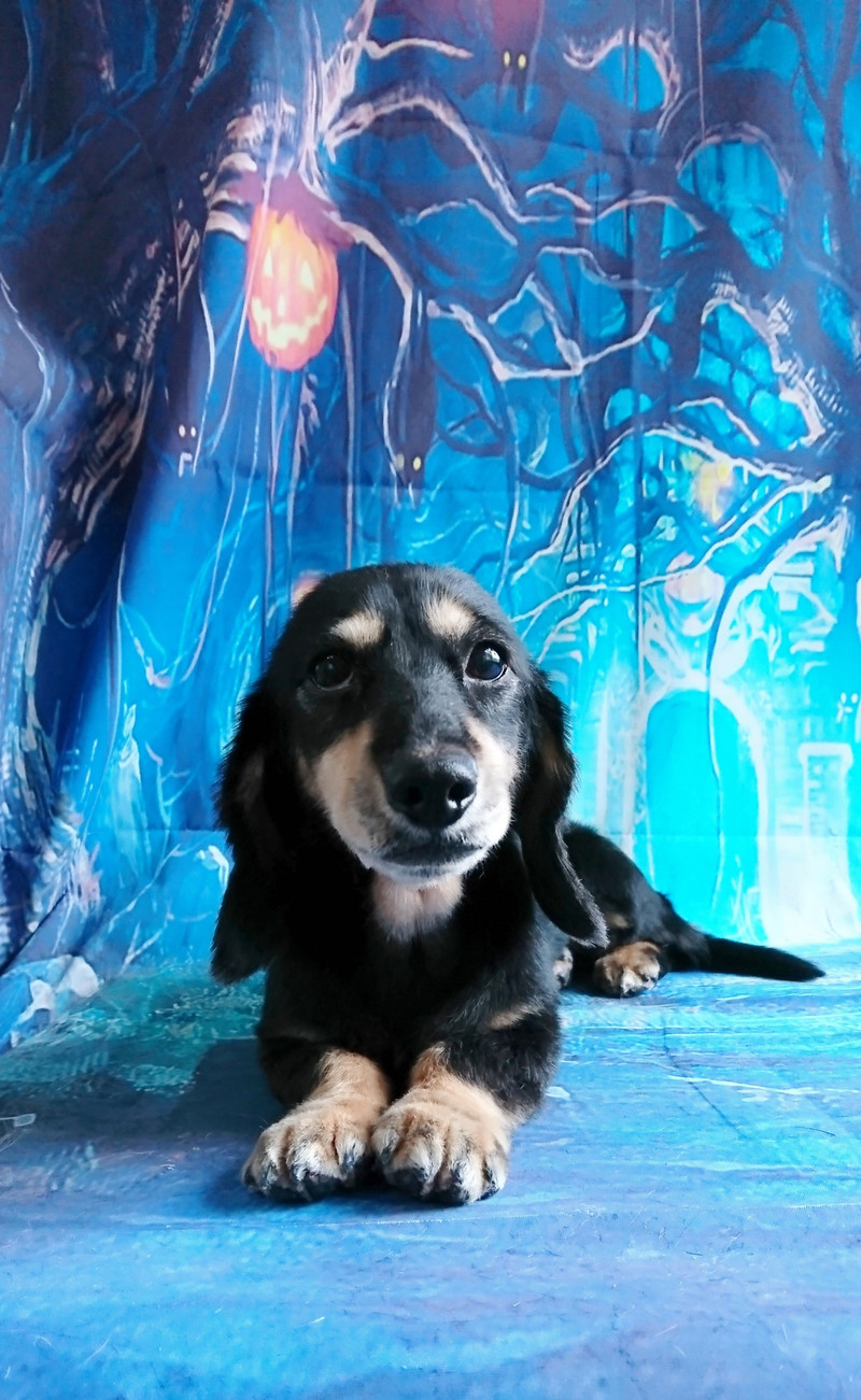 ダックスのクーちゃん グルーミングコース