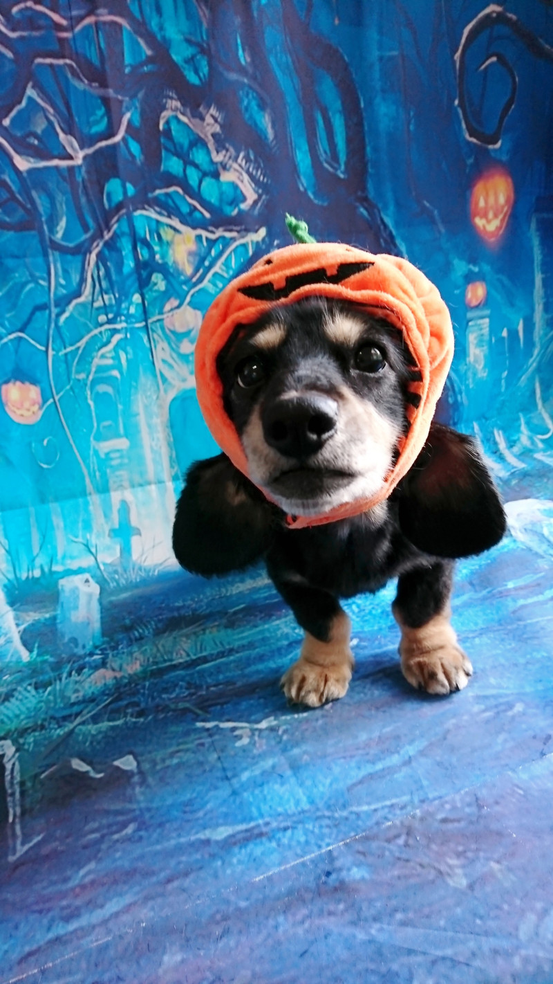 ダックスのクーちゃん グルーミングコース