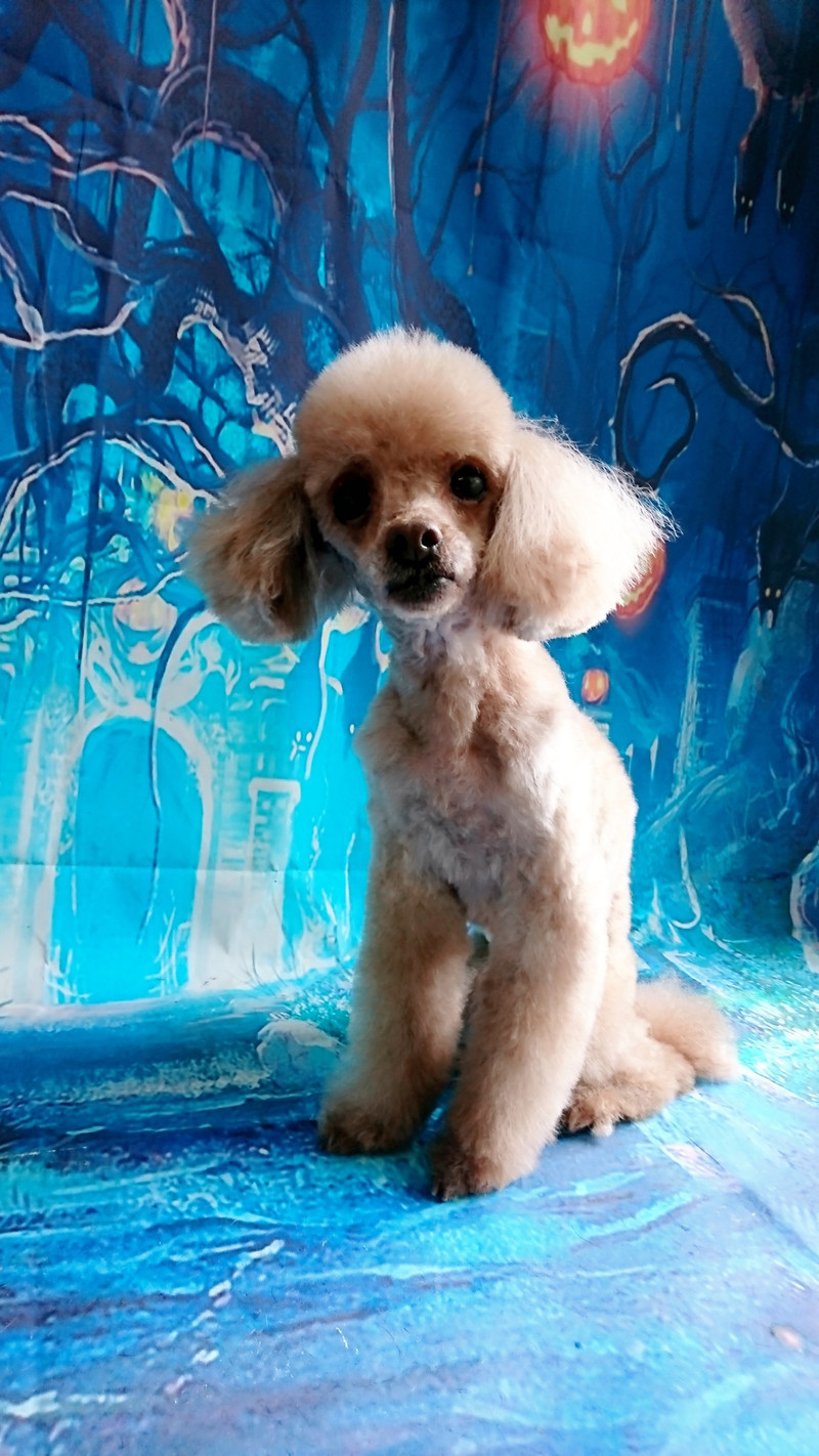 プードルのモコちゃん＆メルちゃん トリミングコース