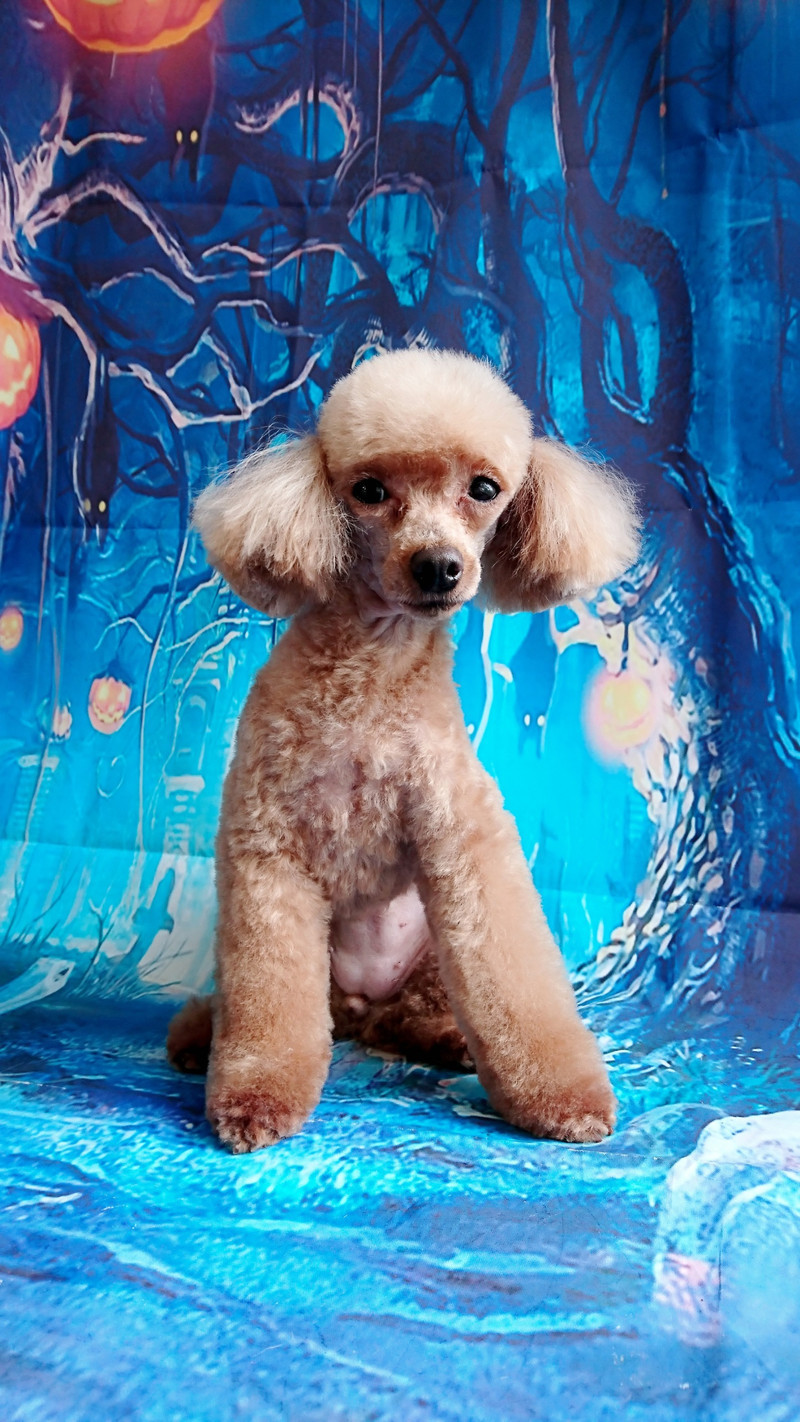 プードルのモコちゃん＆メルちゃん トリミングコース