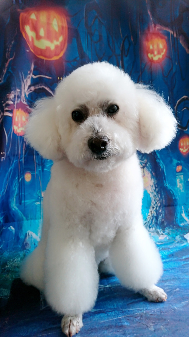 プードルのモコちゃん シャンプーコース デンタル