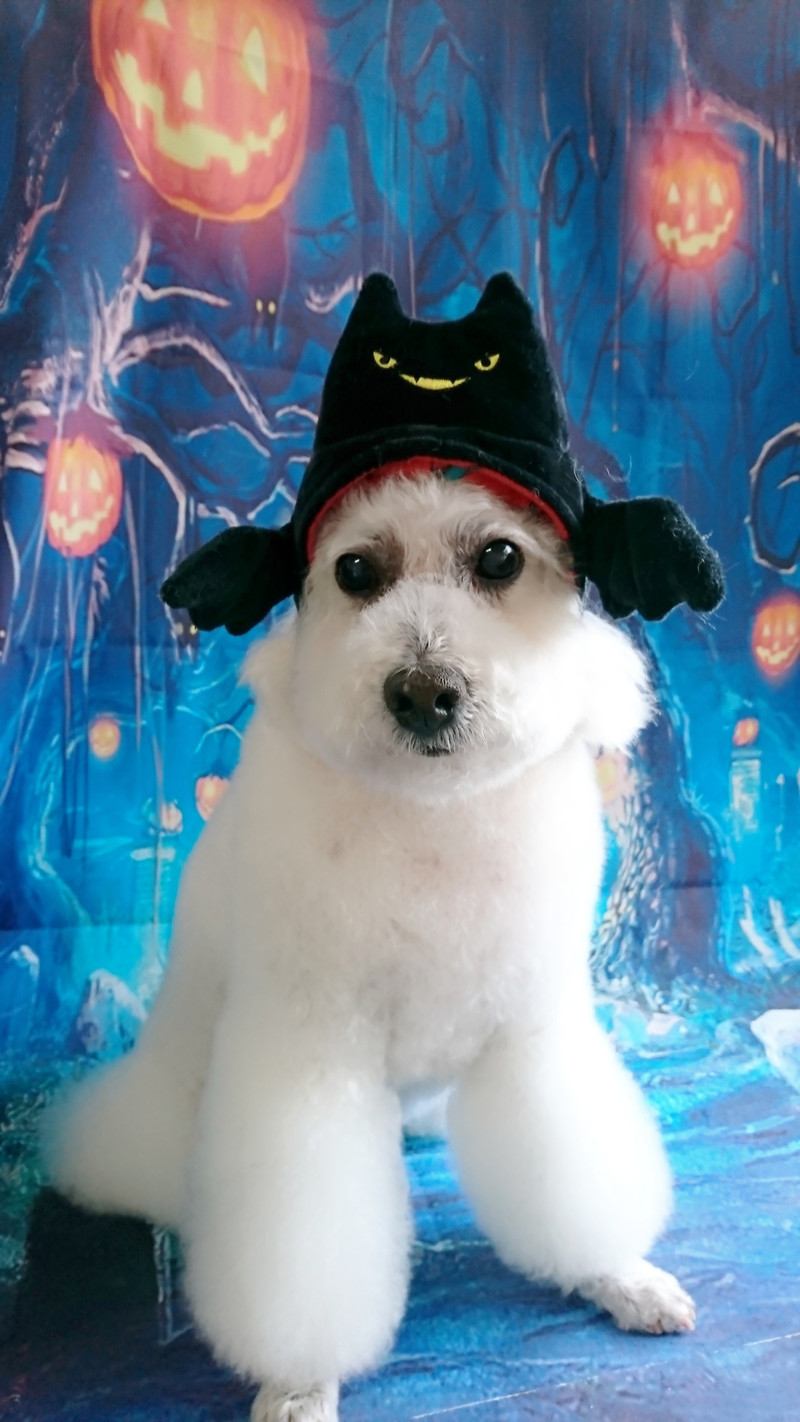 プードルのモコちゃん シャンプーコース デンタル