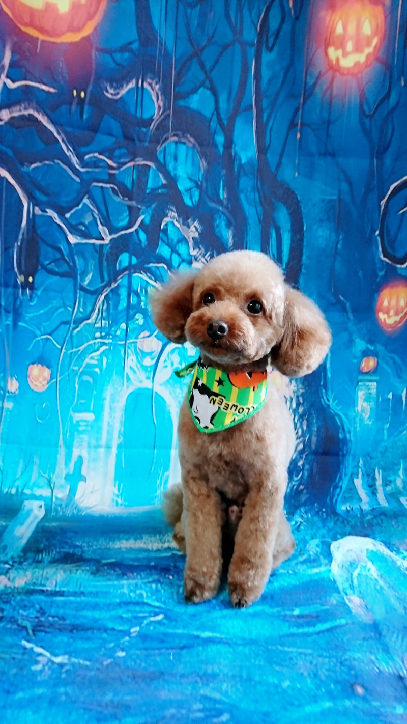 プードルの晴ちゃん トリミングコース