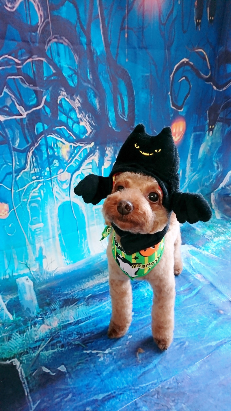 プードルの晴ちゃん トリミングコース