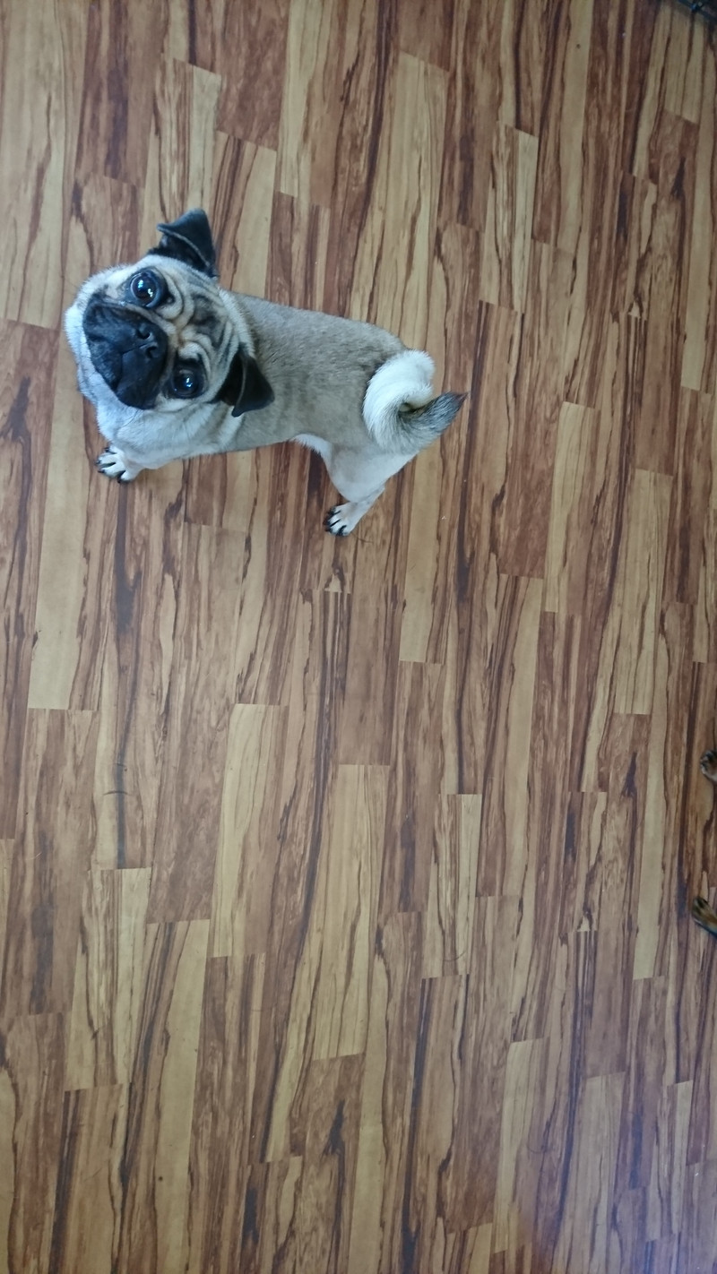 パグのヨシコちゃん お泊まりの様子