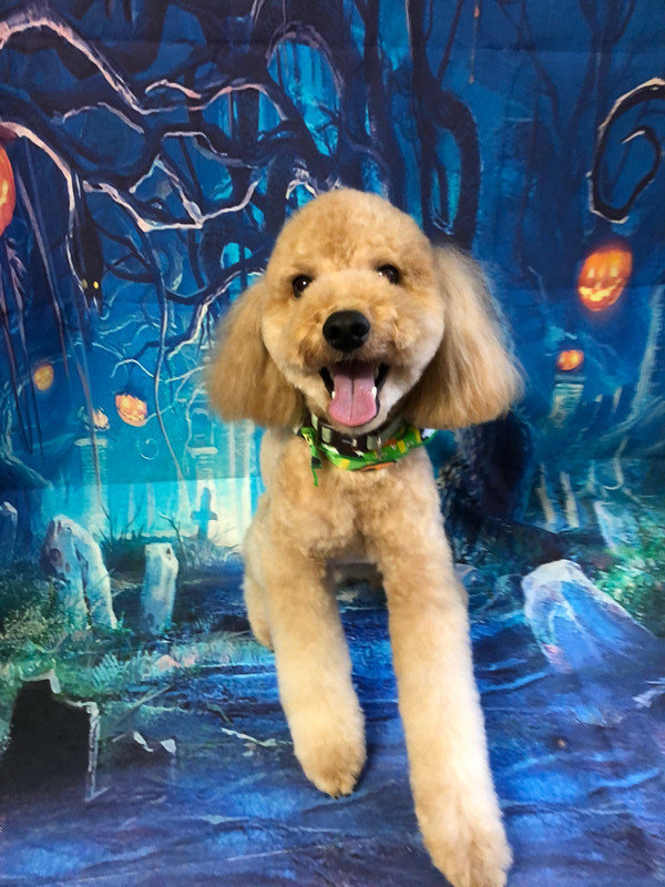 トイプードル フクちゃん トリミングコース