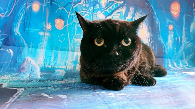 マンチカンのうにちゃん シャンプーコース お爪切り お耳掃除