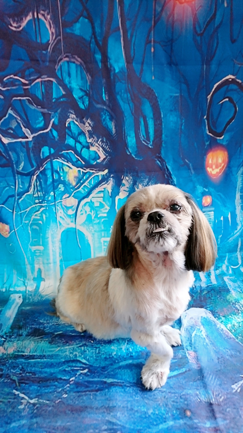 シーズーのクーちゃん トリミングコース