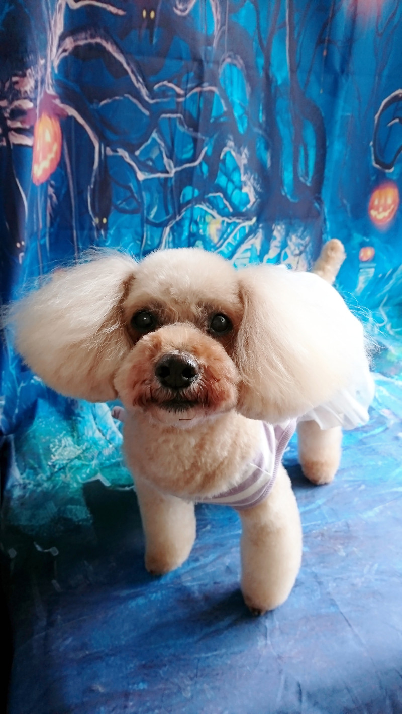 プードルのノルドちゃん トリミングコース