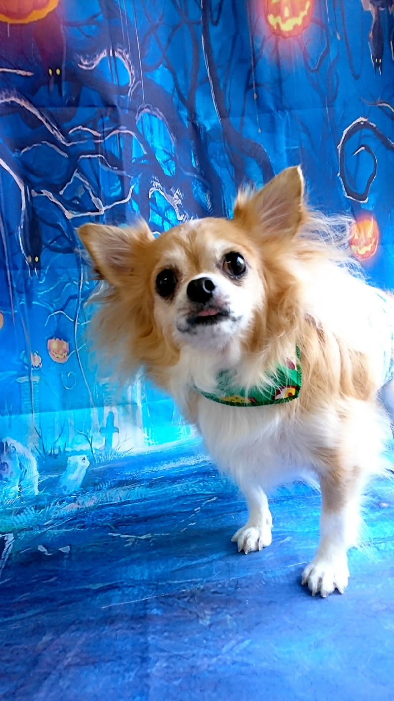 チワワのランちゃん グルーミングコース