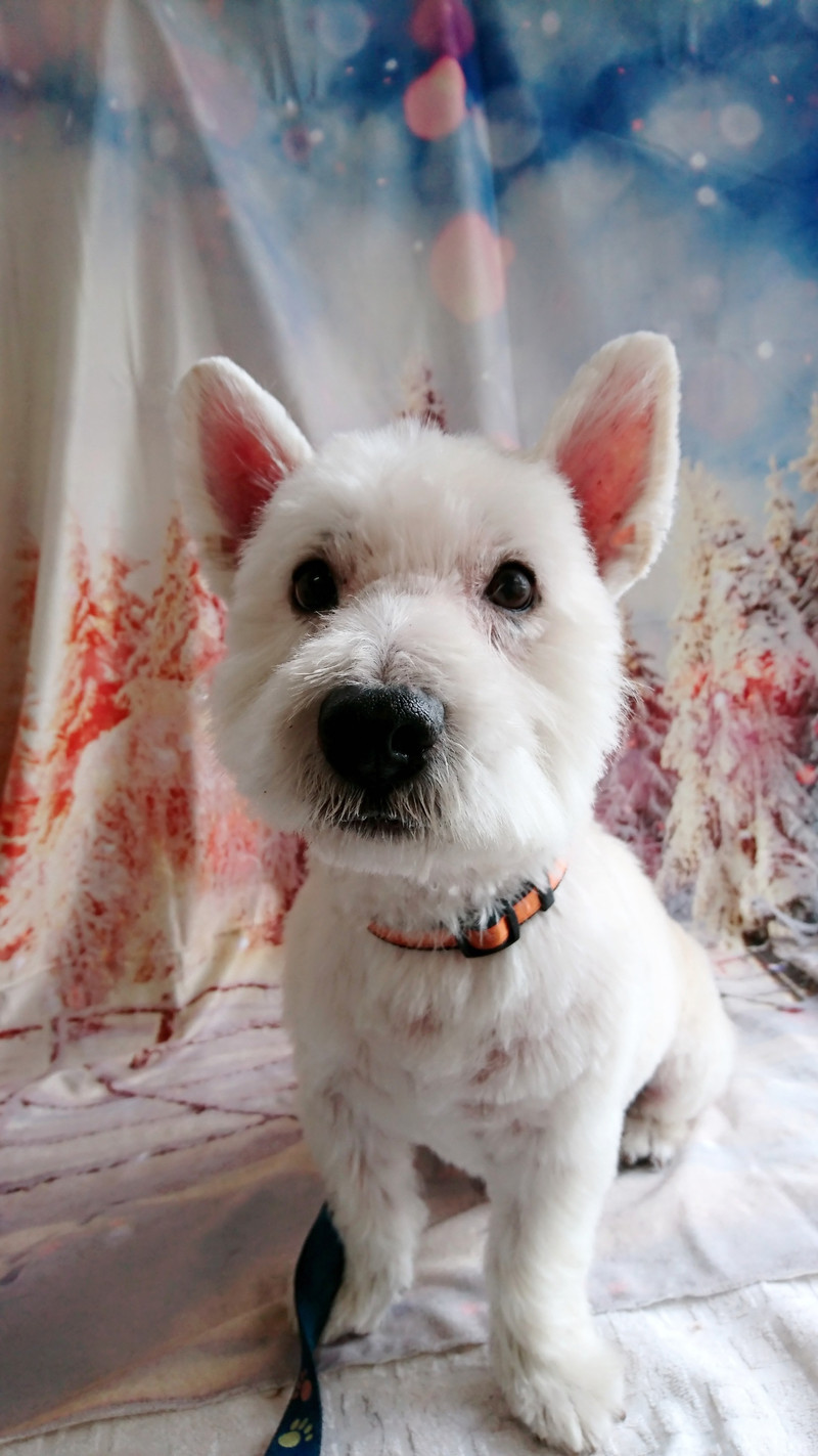 ウェスティのべー太郎ちゃん トリミングコース