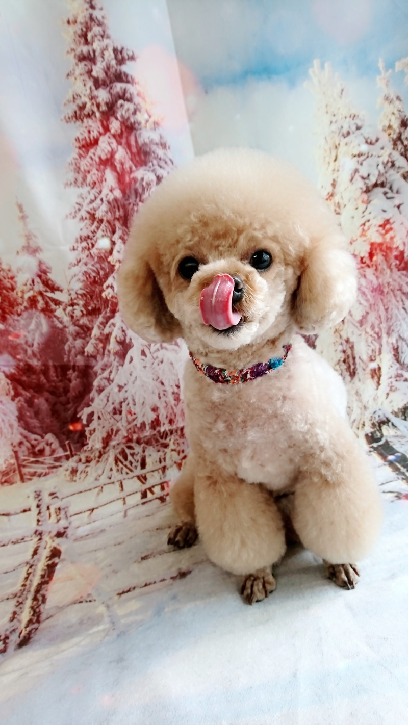 プードルのガクちゃん トリミングコース