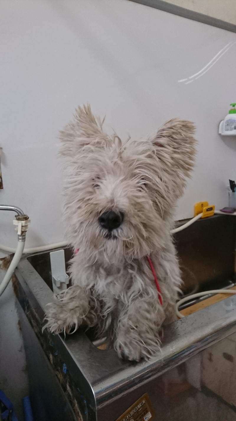 ウェスティのべー太郎ちゃん トリミングコース