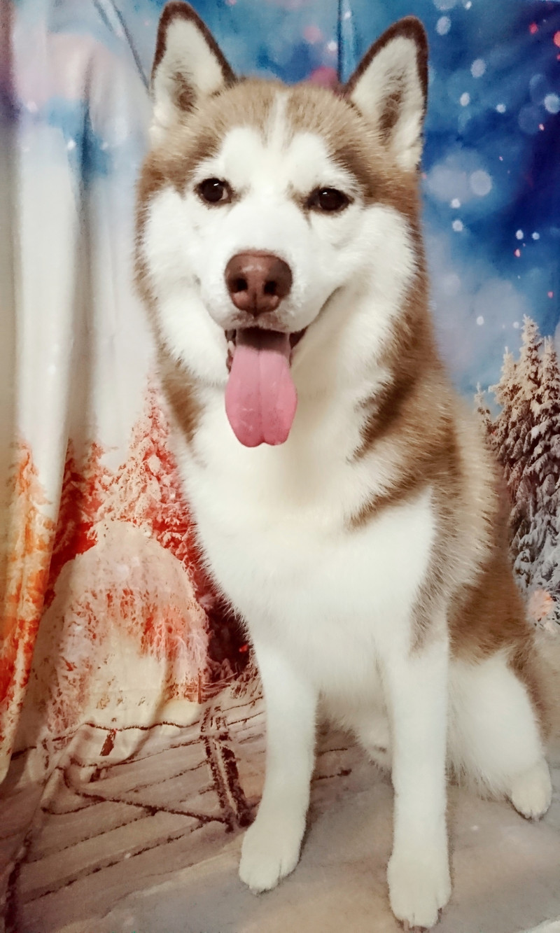 ハスキーのつばさちゃん グルーミングコース