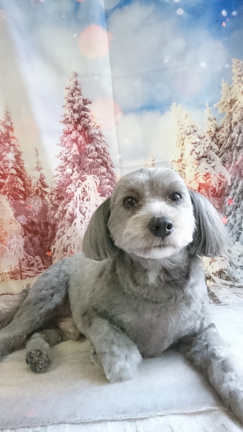 チワワ×プードルのLUNAちゃん トリミングコース