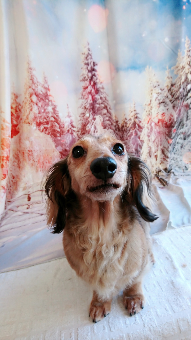 ダックスのリリィちゃん お爪切り 足裏、足周りのカット お尻のカット