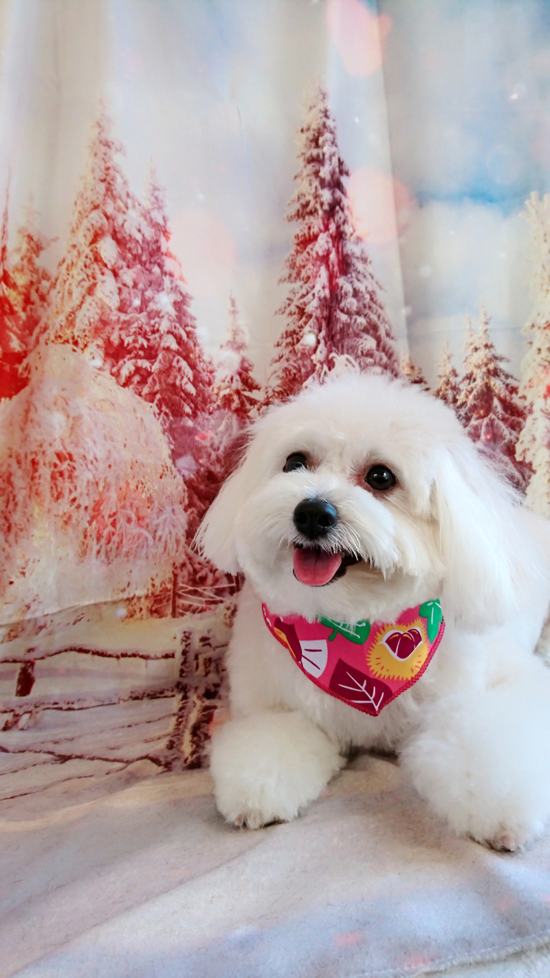 MIXのななちゃん トリミングコース