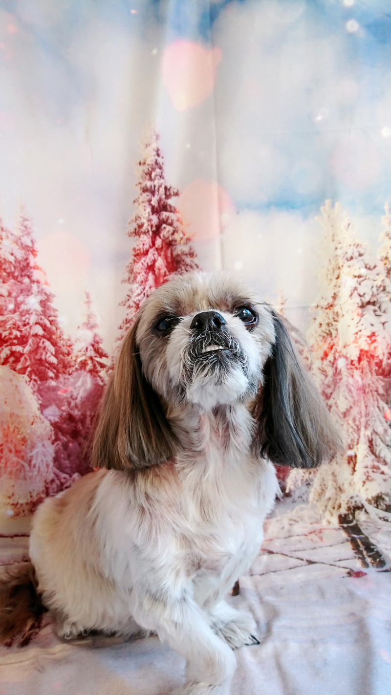 シーズーのクーちゃん シャンプーコース