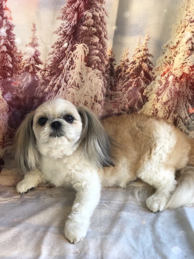 MIXのひかりちゃん グルーミングコース 部分カット みらいちゃん お泊まりの様子