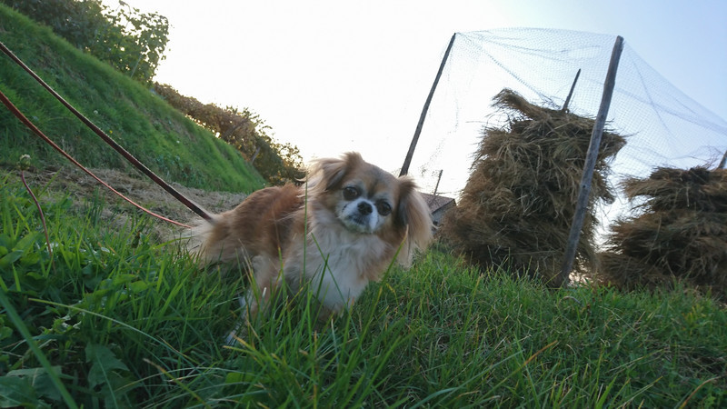 MIXのひかりちゃん グルーミングコース 部分カット みらいちゃん お泊まりの様子