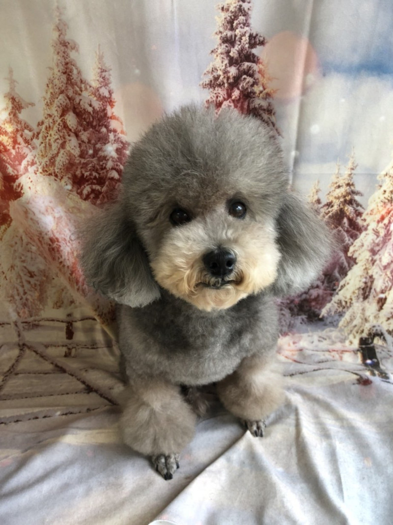 プードルのルークちゃん&マークちゃん&クーちゃん グルーミングコース