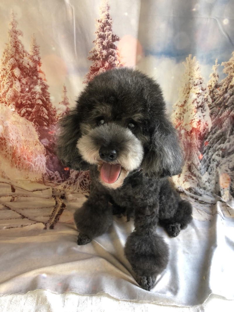 プードルのルークちゃん&マークちゃん&クーちゃん グルーミングコース