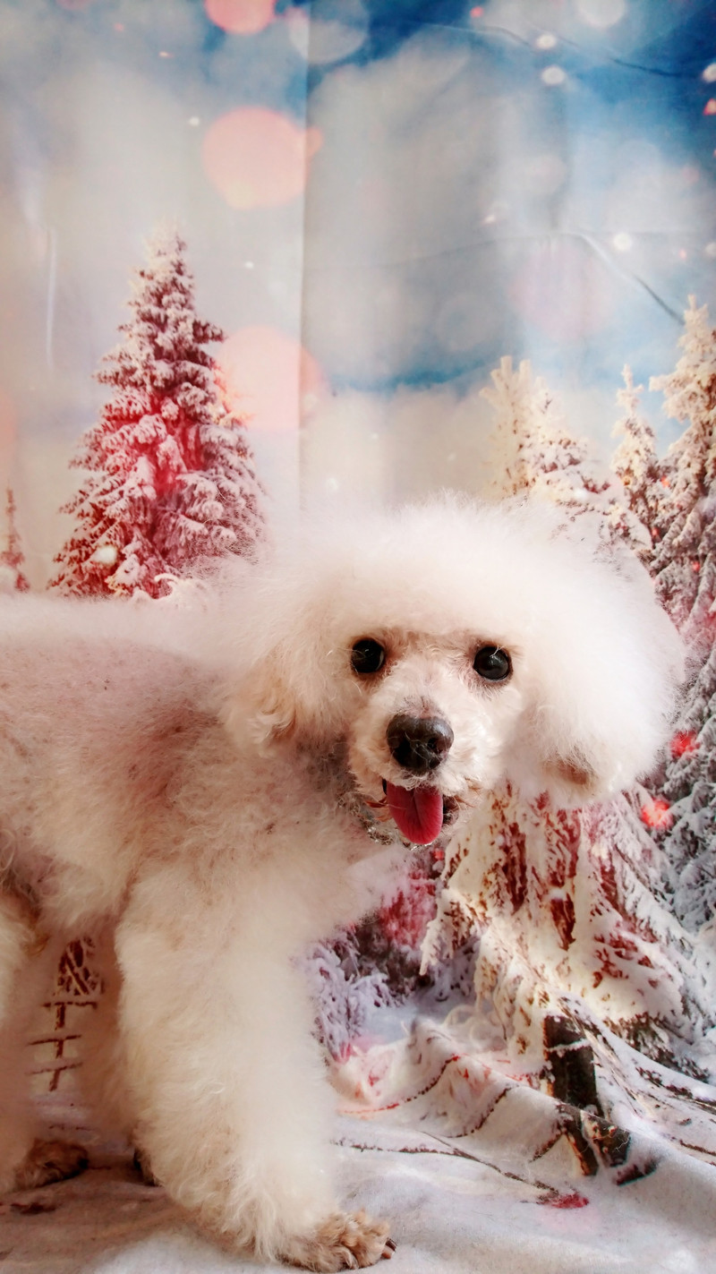 プードルのルークちゃん&マークちゃん&クーちゃん グルーミングコース