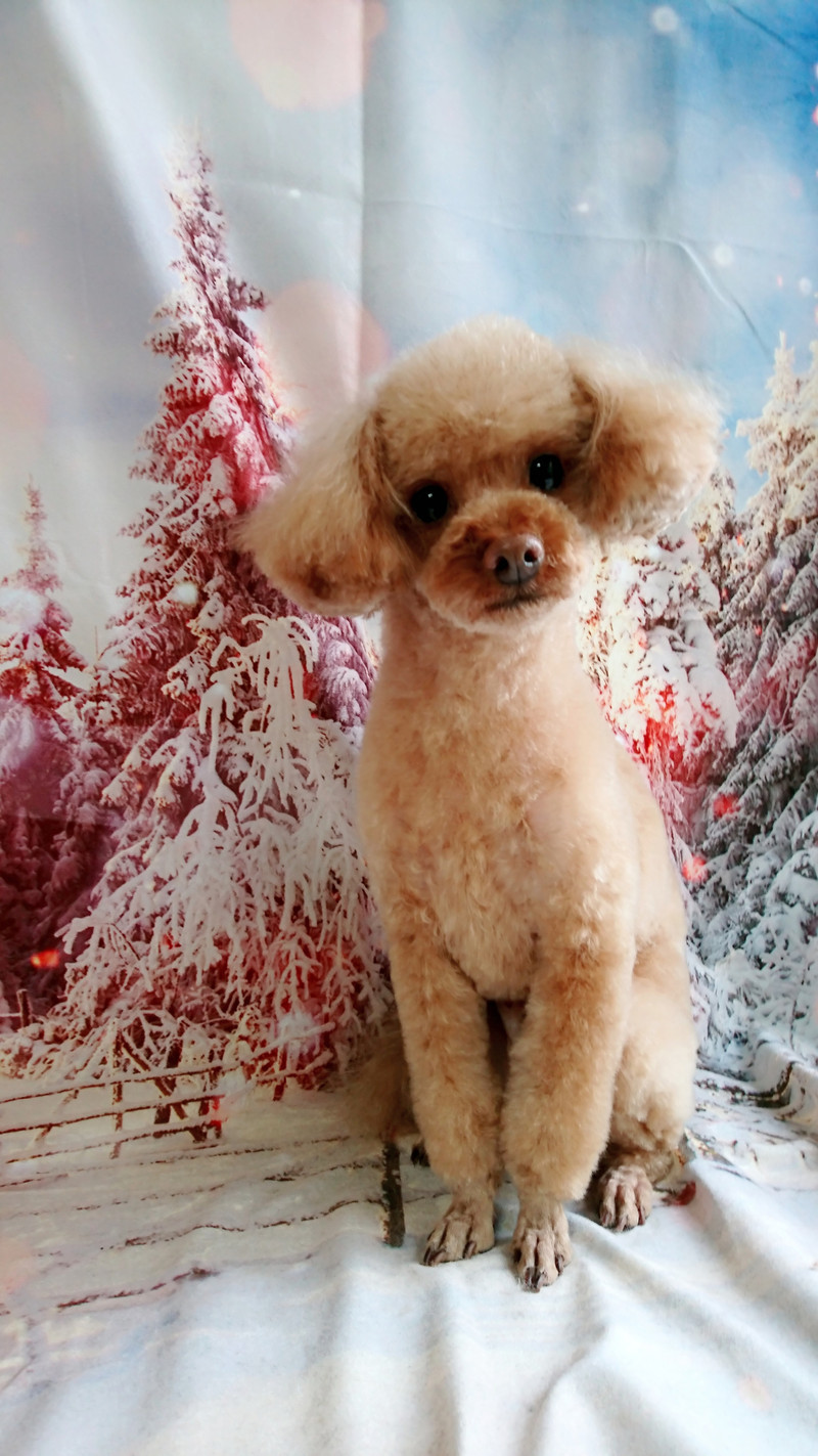 プードルのジョンちゃん トリミングコース デンタル