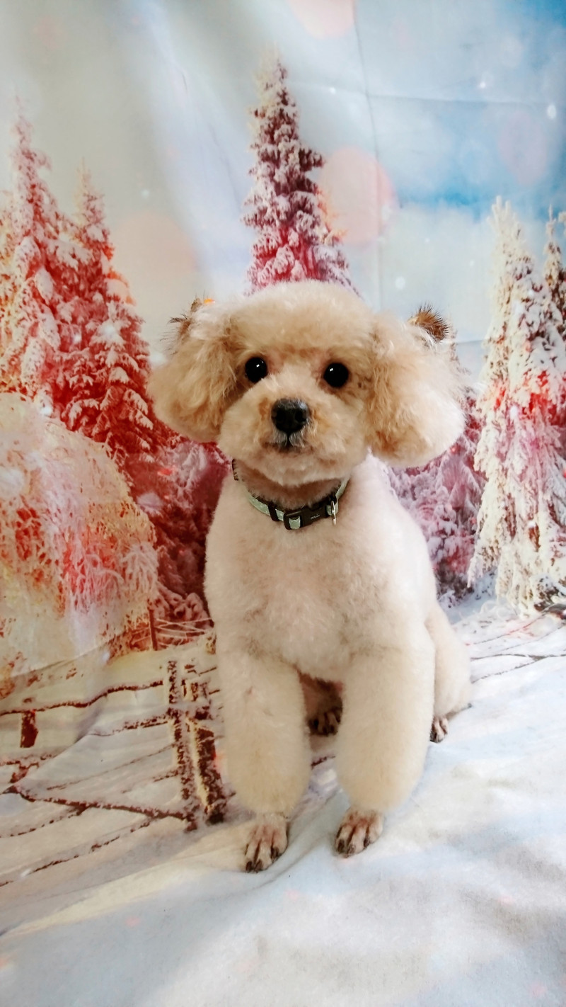 プードルのティムちゃん トリミングコース