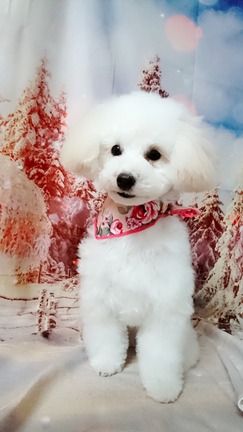 プードルのはるちゃん シャンプーコース お爪切り 足裏足周りのカット お顔のカット