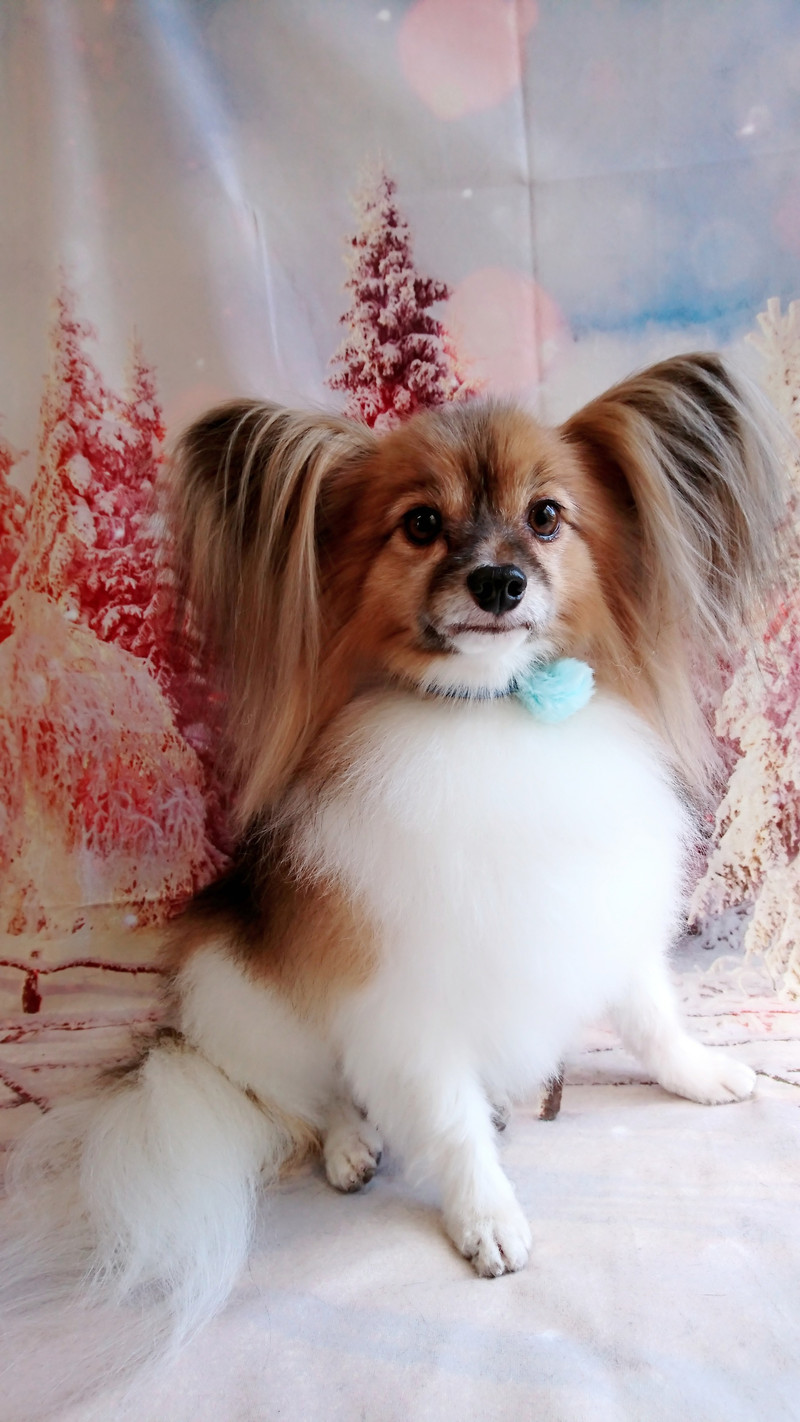 パピヨンのパピ助ちゃん グルーミングコース