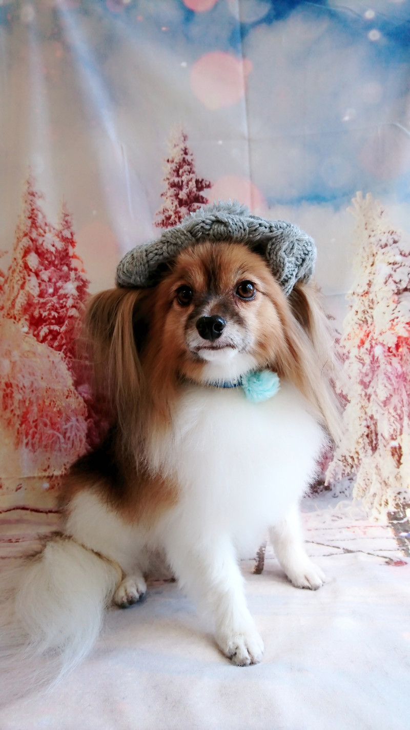 パピヨンのパピ助ちゃん グルーミングコース