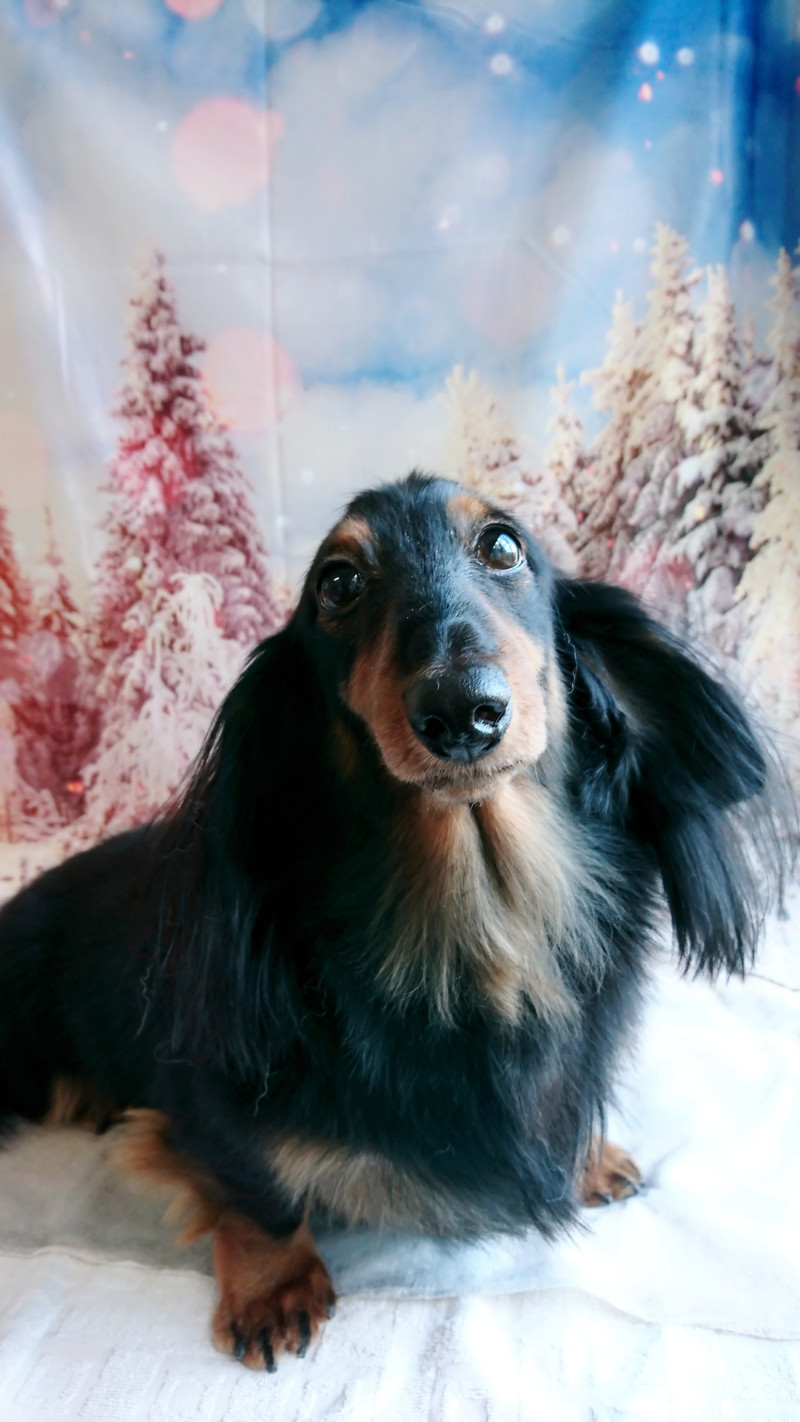 ダックスのチョコちゃん グルーミングコース