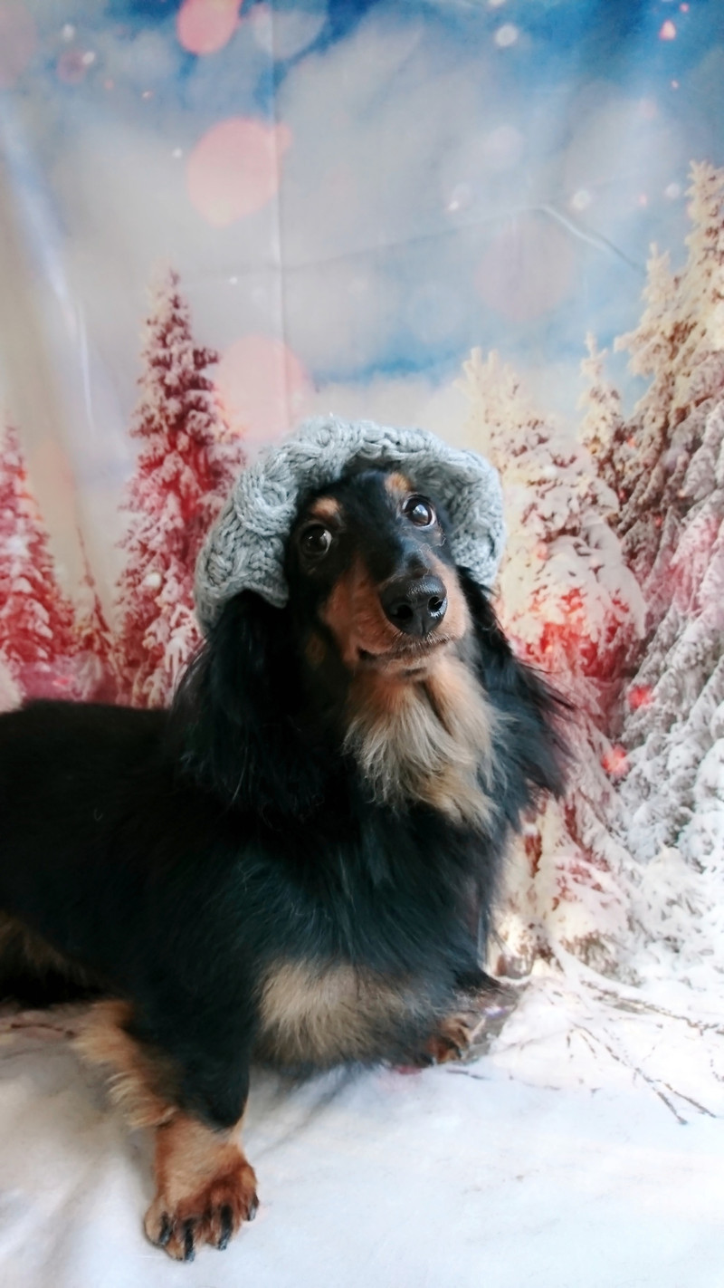 ダックスのチョコちゃん グルーミングコース