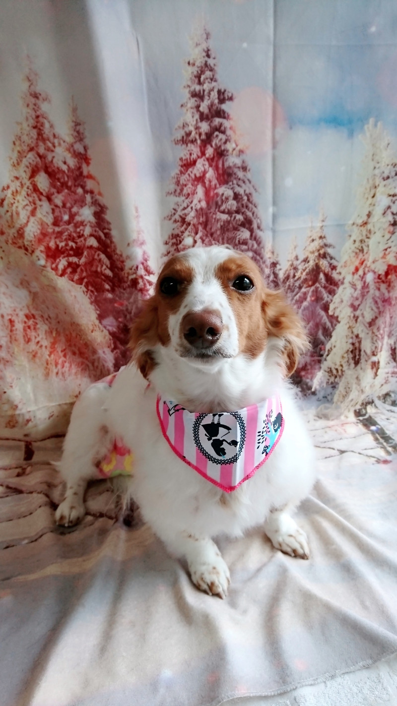 ダックスのひまわりちゃん グルーミングコース