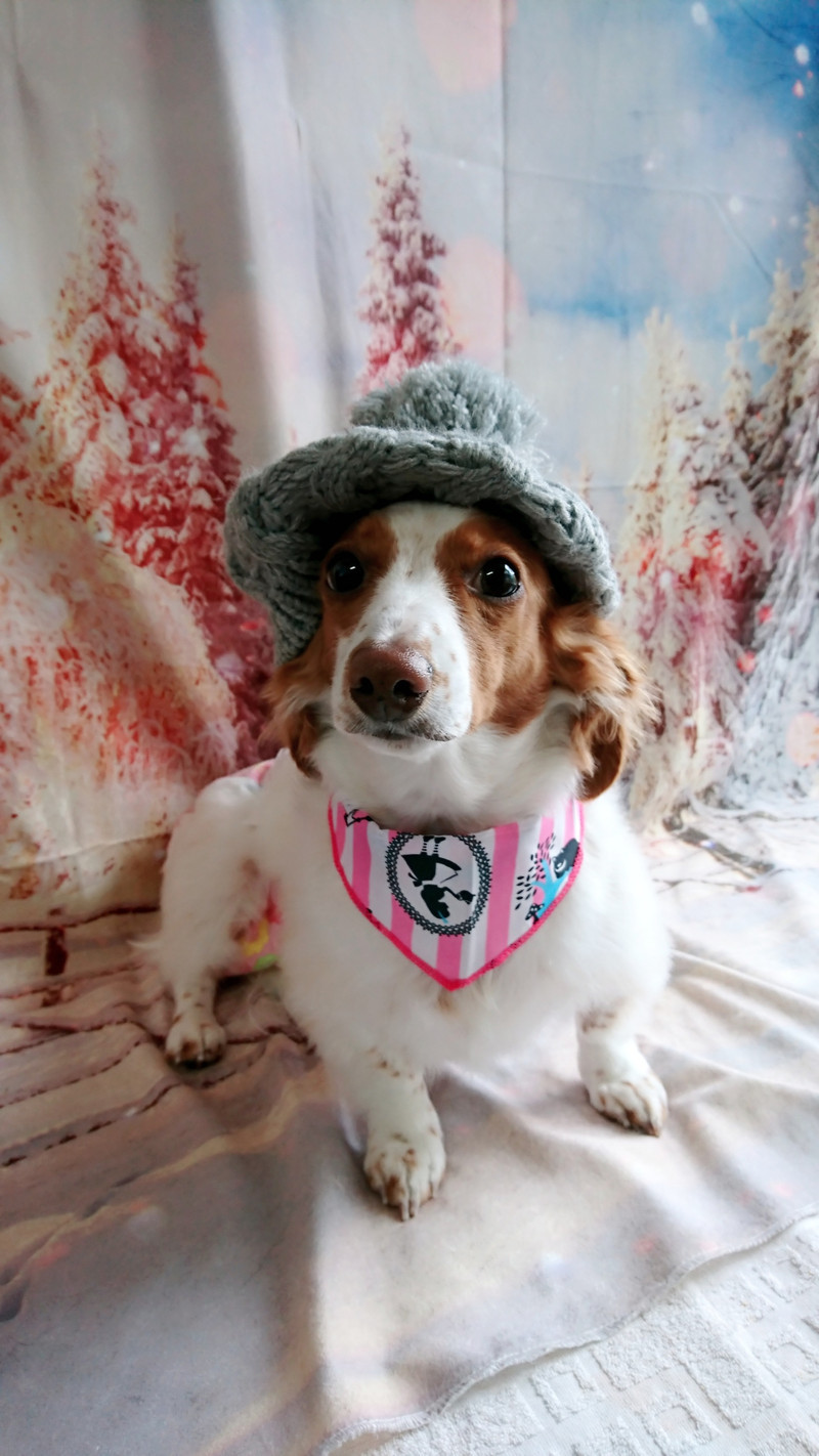 ダックスのひまわりちゃん グルーミングコース