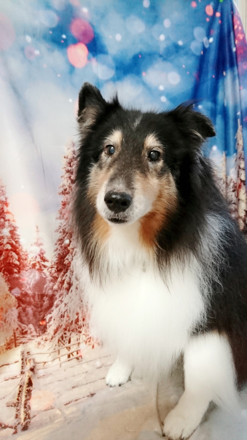 シェルティのシフォンちゃん グルーミングコース 部分カット