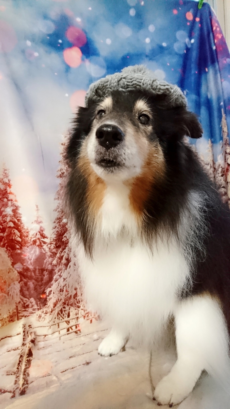 シェルティのシフォンちゃん グルーミングコース 部分カット