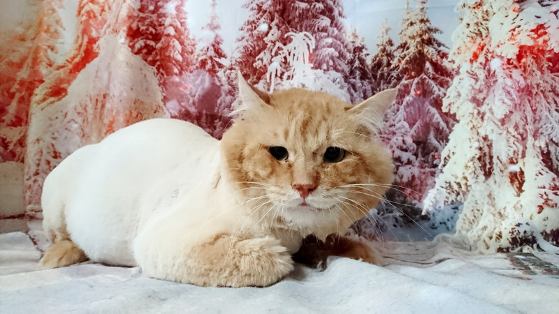 猫のないとちゃん トリミングコース