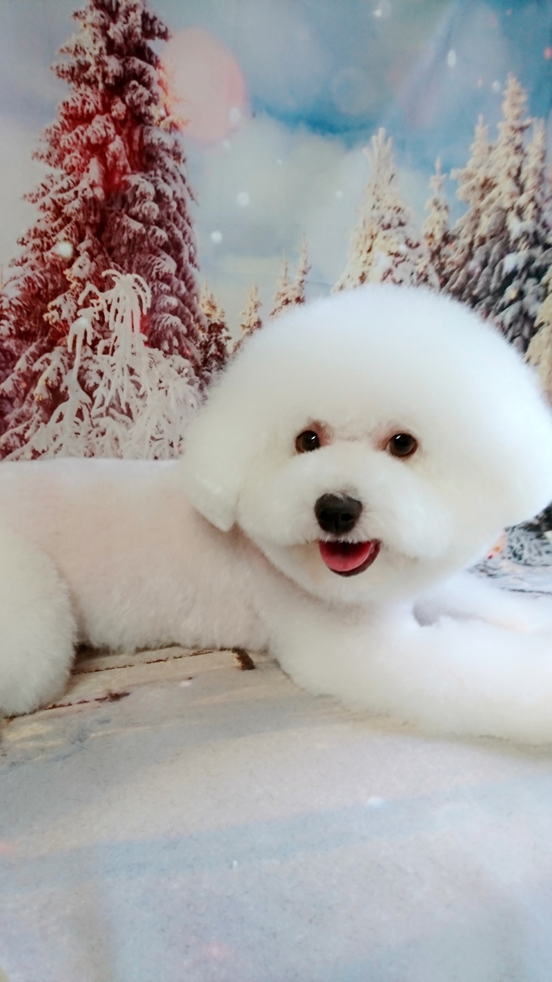 ビションフリーゼのしろっぷちゃん トリミングコース