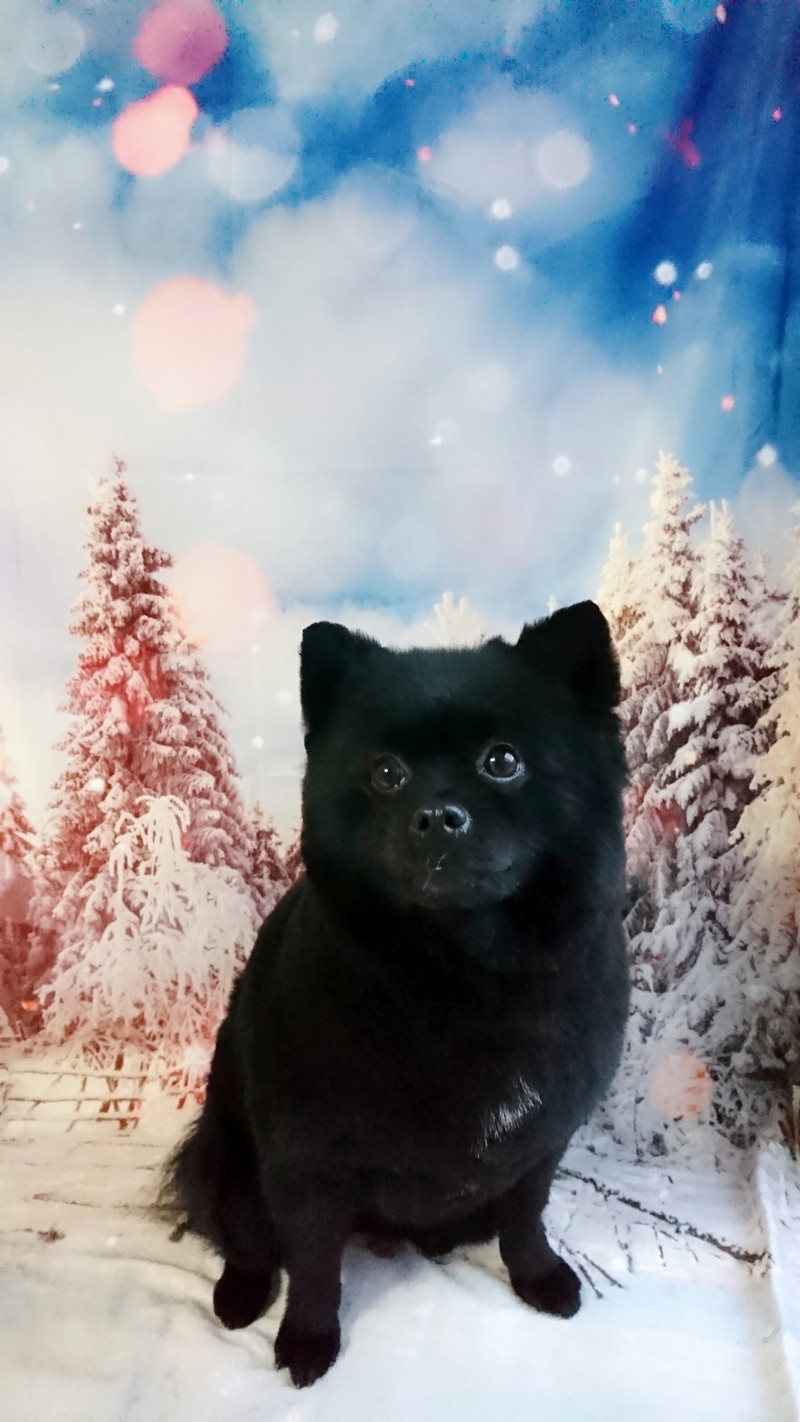 ポメラニアンのこまめちゃん トリミングコース