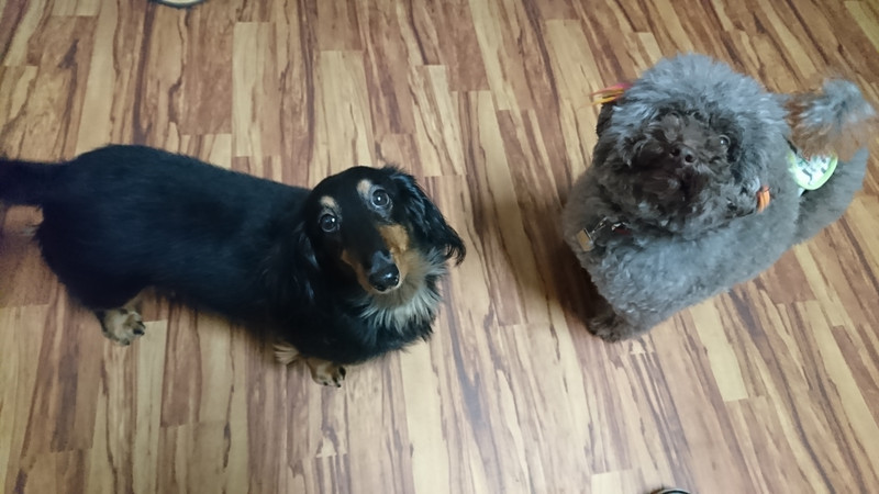 ダックスのチョコちゃん お泊まりの様子