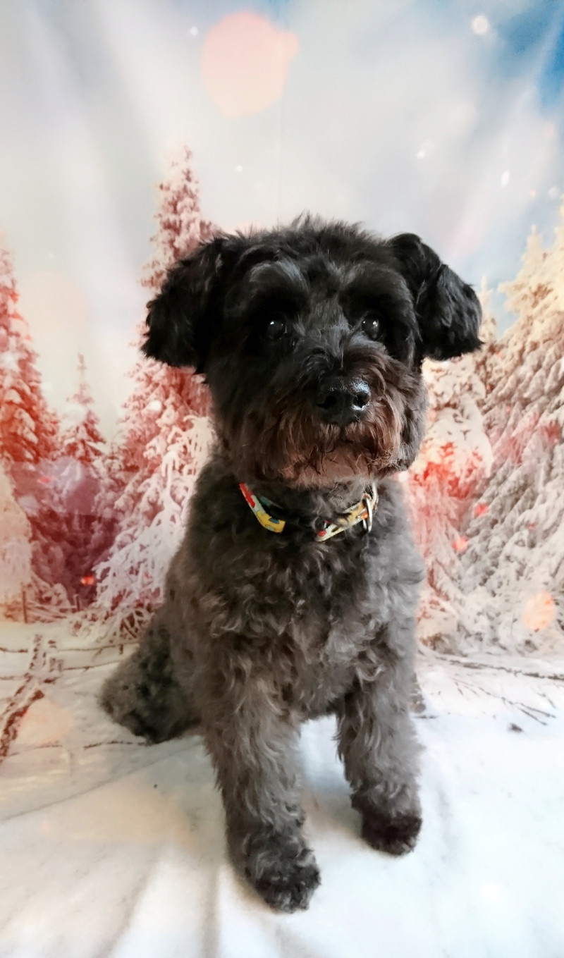 シュナウザーのヂヂちゃん グルーミングコース デンタル