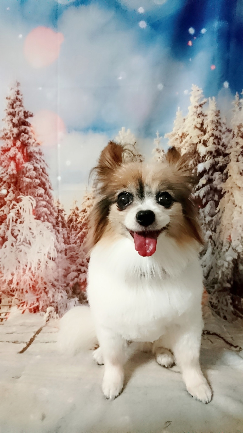 パピヨンのラッキーちゃん トリミングコース