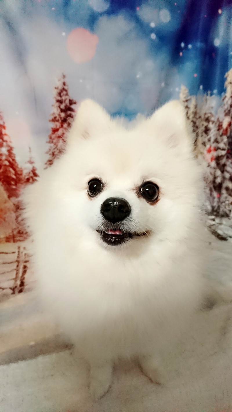 ポメラニアンのもちたろうちゃん&チワワのあんちゃん お爪切り